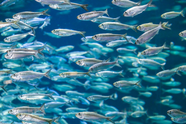 image of alewives herring